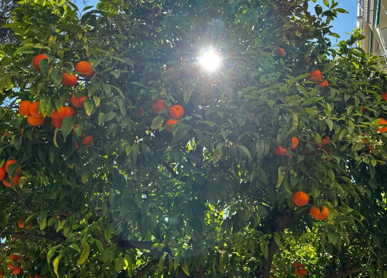 La Dependance Βίλα Αλάσιο 0*,  Ιταλία